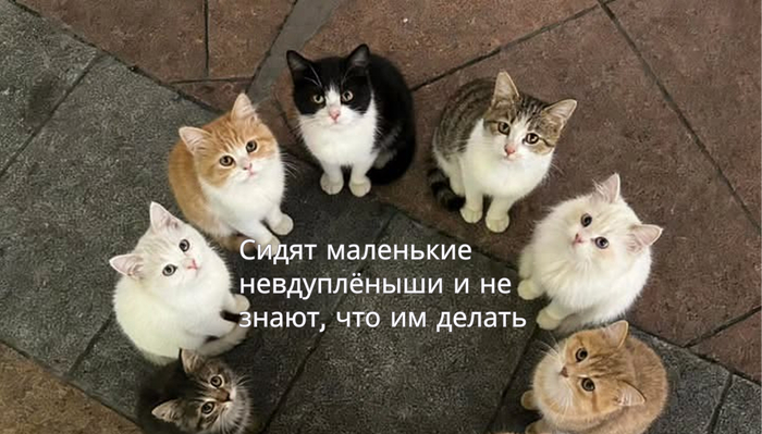 Вопрос к знатокам: что будет с проектом, если на ответственного за всё вдруг упал кирпич - 10.04.26 11:56 